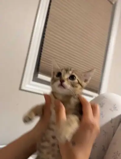 2 month old kitten + full Starter kit, View more