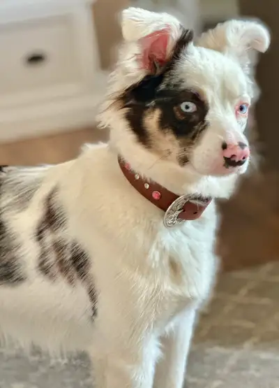 Primrose is a double merle mini aussie. She is 8 months old and weighs only approx 17 lbs. she will...