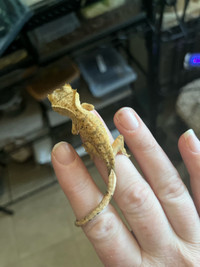 Baby crested gecko 