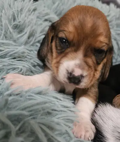 BEAGLE PUPPIES!! Mini/Pocket and Standard 13" Various colors, View more