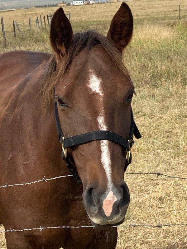 Horse and saddle with all tack include Horses & Ponies for Rehoming Lethbridge Kijiji