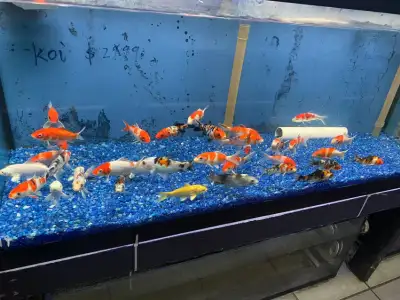 medium koi for sale at TT pets, View more