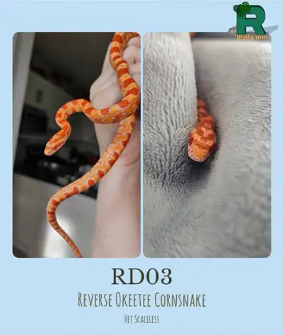 Serpent des blés Reverse Okeetee Prêt à partir, View more