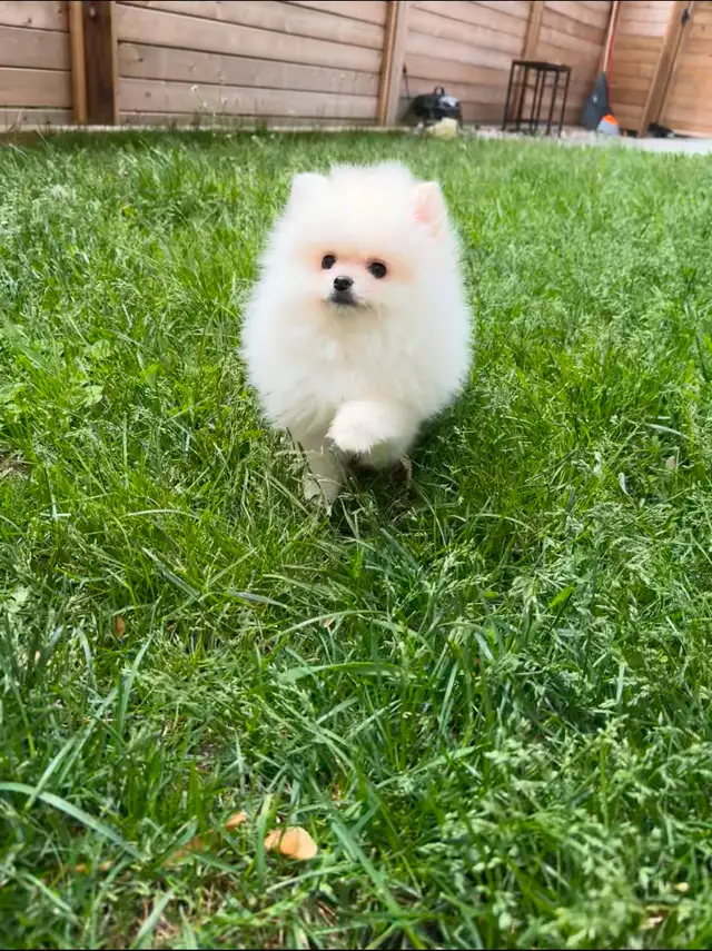 Pomeranian puppies in Dogs & Puppies for Rehoming in City of Toronto - Image 8