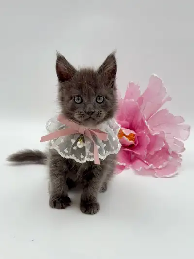 Maine Coon female purebred kittens, View more