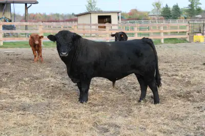 Limousin Yearling Bull , View more