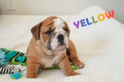 Excellent pedigree and personality English, Spanish and Portuguese lineage. Parents with health test...