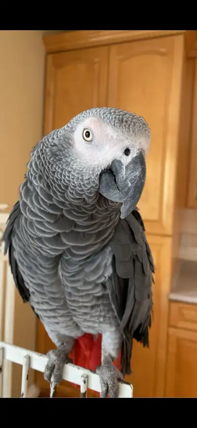 Beautiful African Gray Parrot, View more