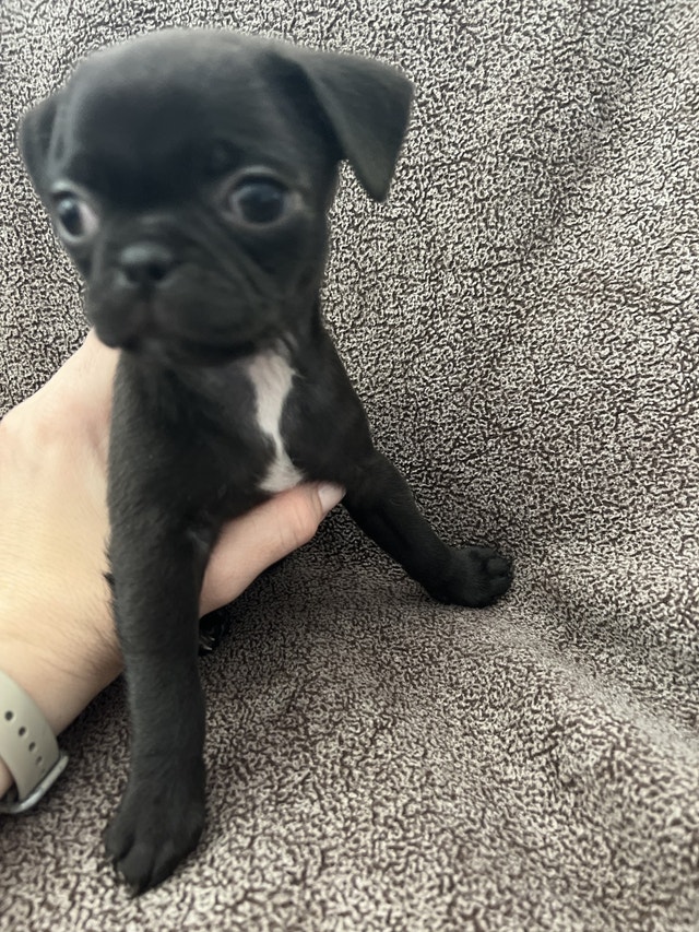 Pug puppies ready for their furever homes now Dogs & Puppies for