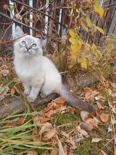 Purebred Ragdoll kitty with blue eyes for sale , View more