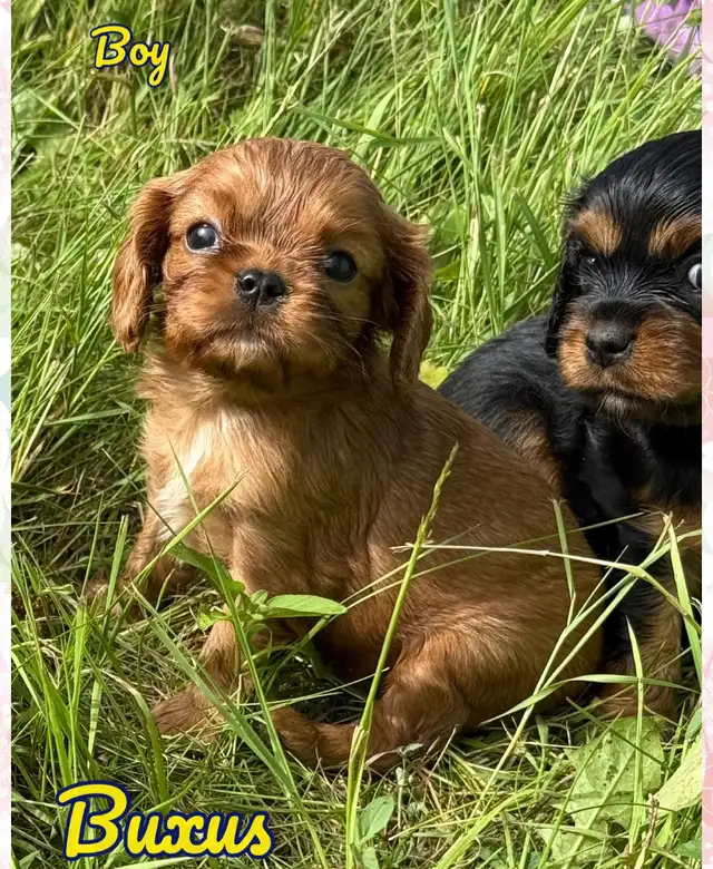 Cavalier King Charles puppy ❤️ in Dogs & Puppies for Rehoming in Ottawa - Image 5