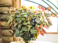 Huge Begonia plant with planter
