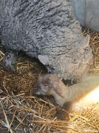 Old English Southtown babydoll sheep ram lamb ewe