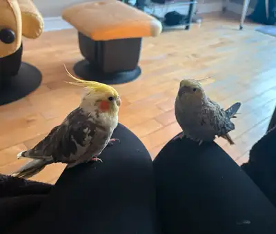 couple de cockatiels, View more