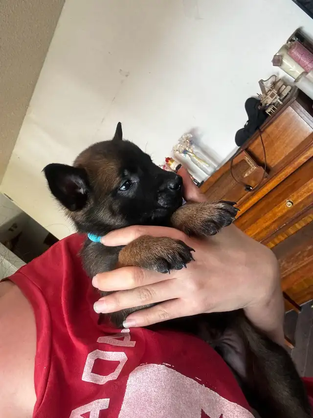 ONLY 4 BELGIAN MALINOIS PUPPIES LEFT in Dogs & Puppies for Rehoming in Edmonton - Image 6