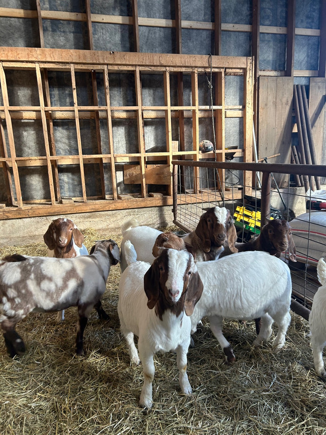 Boer Goat Kids in Livestock in Chatham-Kent - Image 4