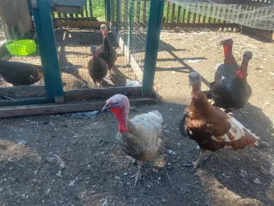  Heritage turkeys, needing rehoming, View more