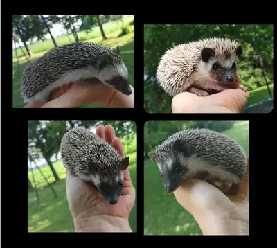 Sale!♥Specialty Baby GIRL hedgehogs!!!, View more