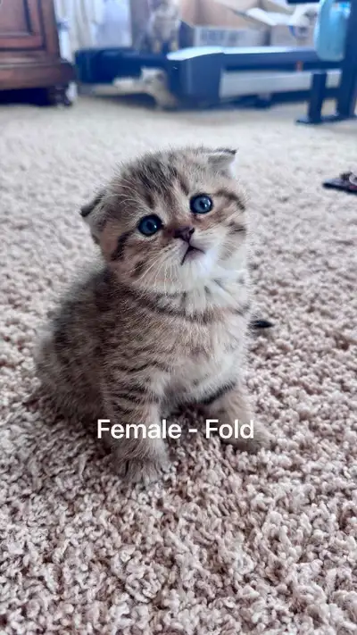 Purebreed British straight/Scottish fold short hair, View more