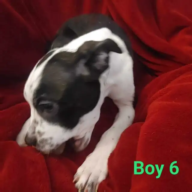 Adorable Boston Terrier Pups ready for Spring in Dogs & Puppies for Rehoming in Winnipeg - Image 7