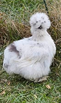 Silkie Chicks Coming End of April!