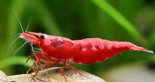 Deep Red Cherry Shrimp Grade A  in Fish for Rehoming in Mississauga / Peel Region - Image 3