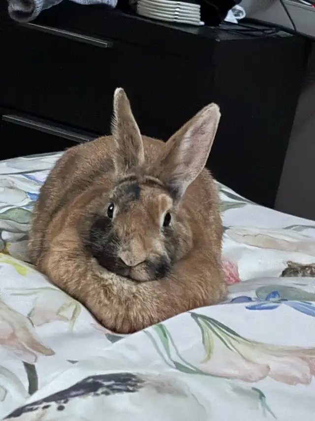 Sweet bunny needs a forever home in Small Animals for Rehoming in Delta/Surrey/Langley - Image 4