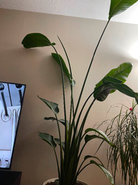 Huge indoor plant with pot