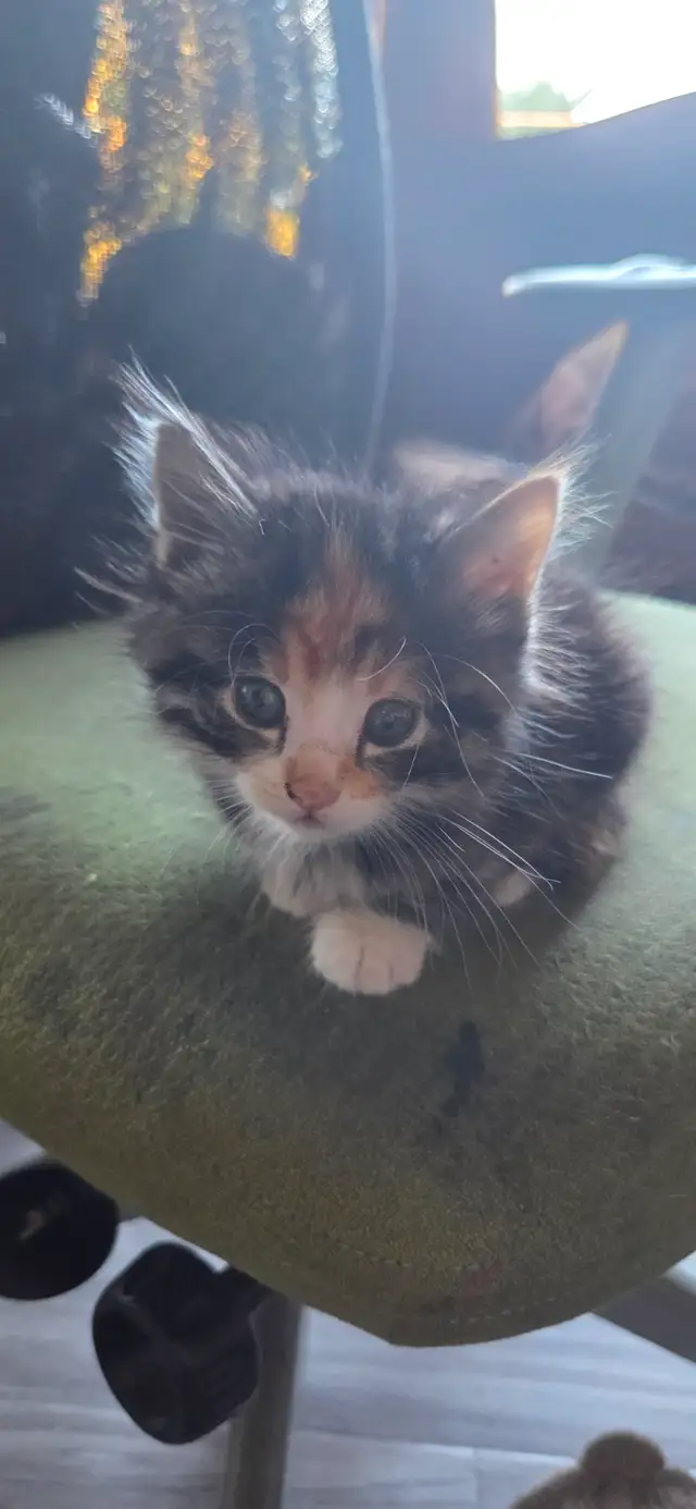 1 fluffy little kitten | Cats & Kittens for Rehoming | Chilliwack ...