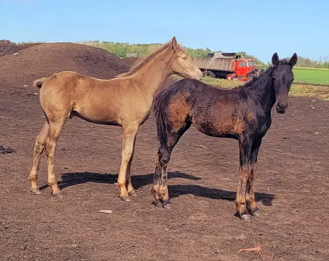 1/2 Friesian Grullo or Champange colts in Horses & Ponies for Rehoming in Strathcona County - Image 10