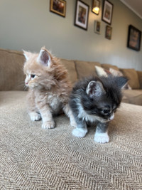 Maine Coon Kittens   2 Boys Available