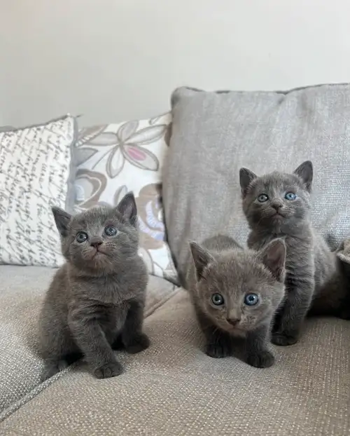 We are currently seeking loving, responsible homes for a litter of 8-week-old purebred Russian Blue...