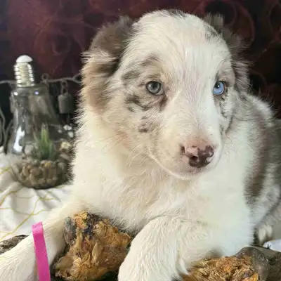 Berger Australien, View more