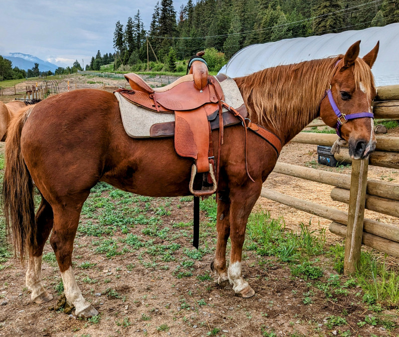 Quarter horse mare Horses & Ponies for Rehoming Kamloops Kijiji