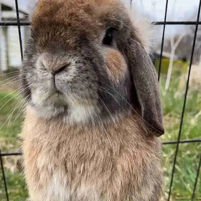 holland lop bucks, View more