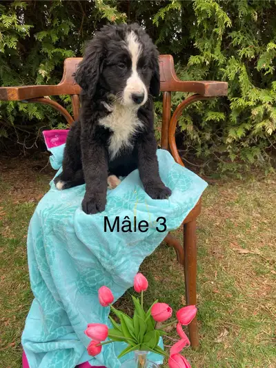 Découvrez nos charmants Labernois, de magnifiques chiots à la recherche d'un foyer aimant. Ces adora...