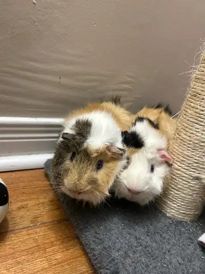 Guinea Pigs, View more