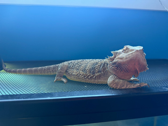 Dragon barbu femelle 2 ans in Reptiles & Amphibians for Rehoming in Gatineau