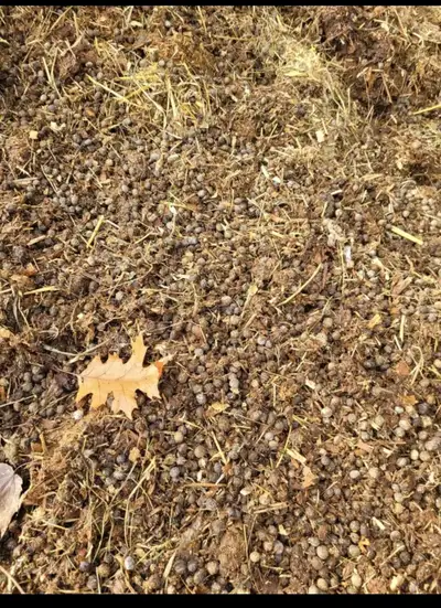 Rabbit manure, View more