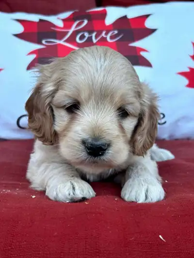 cockapoo puppy for sale 705-990-3944, View more