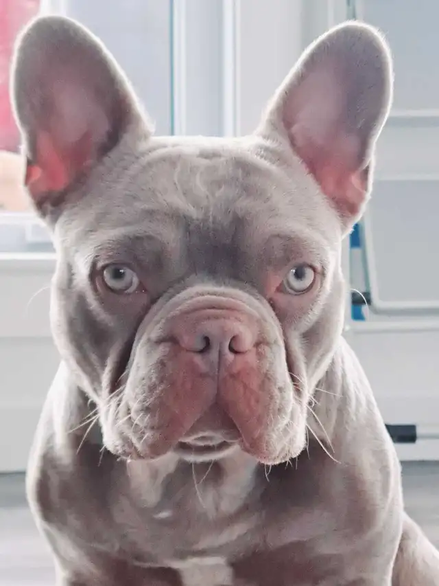 Recherche familles d'accueil pour bouledogues français in Dogs & Puppies for Rehoming in Longueuil / South Shore - Image 11