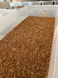 Lots of Mealworms For chickens!!