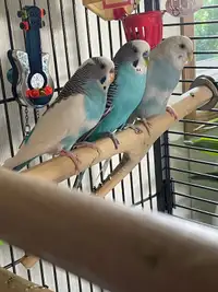 Budgies, cage, and all accessories