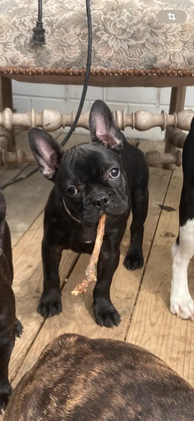 chiots frenchton bulldog français croisée boston in Dogs & Puppies for Rehoming in Laval / North Shore - Image 2