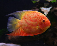 Red Spotted Severum 3''