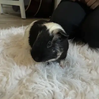 Young Male Guinea Pig Free to Good Home, View more