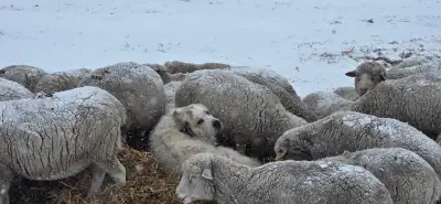 Great pyrenees pups.  Raised in feild with sheep, View more