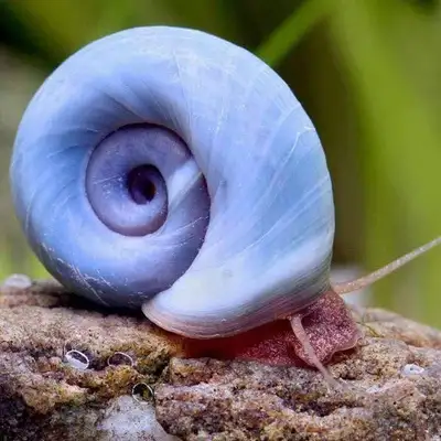 Blue Ramshorn Snails, different sizes and 2 types as shown in the picture. Message me if you want to...