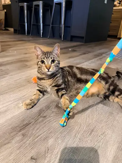 9-month old tabby kitten available, View more