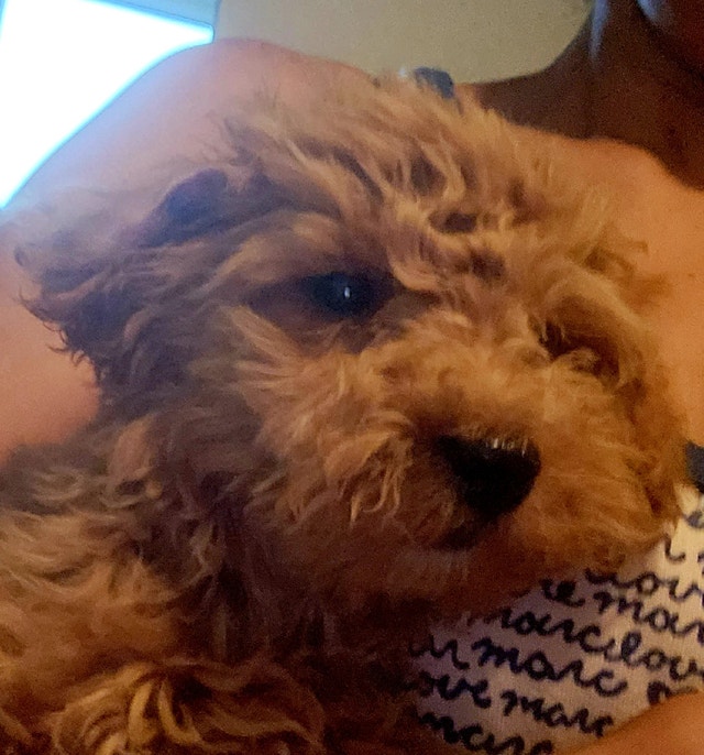 Mini Golden Doodle Puppy Goldendoodle Puppies Dogs & Puppies for